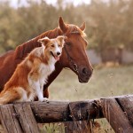 doghorse