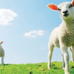 sheep