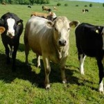 developing_and_monitoring_of_livestock_production_systems