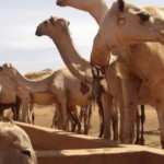 economics_for_livestock_development_and_policy
