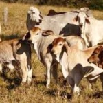 surveillance_and_investigation_of_animal_health