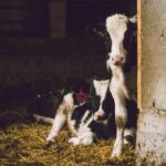 cows